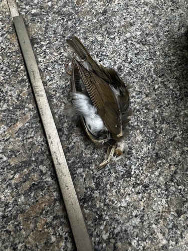 Ovenbird