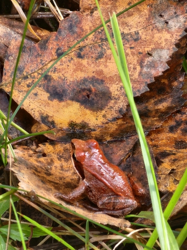 Moor Frog