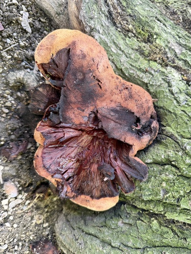 Beefsteak Polypore