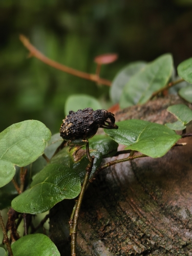 Pimelocerus pustulatus