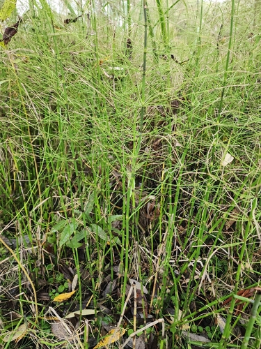 water horsetail