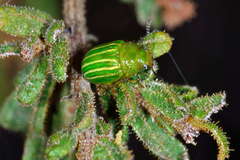 Calomela acaciae