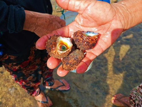 Turbo chrysostomus observed 2026-09-23