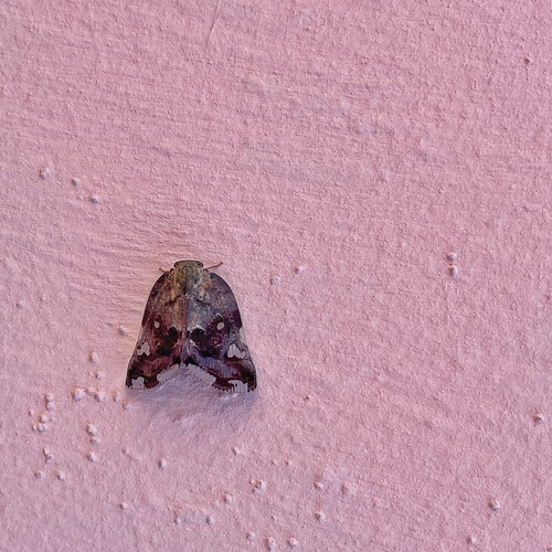 Black planthopper