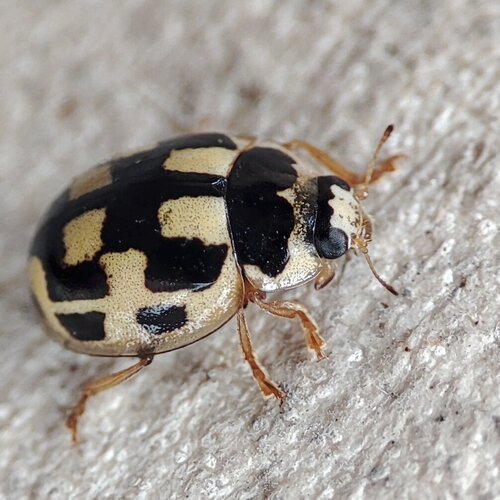 Fourteen-spotted Lady Beetle