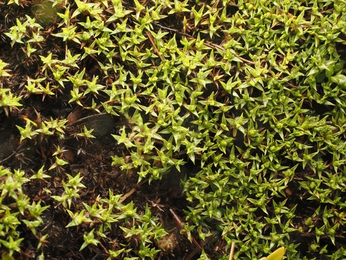 Raoulia tenuicaulis