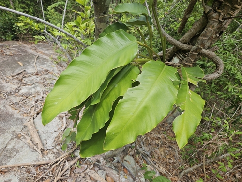 Epipremnum giganteum