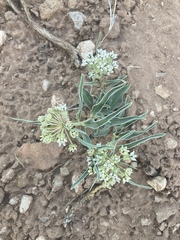 Asclepias involucrata