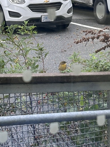 Common Yellowthroat