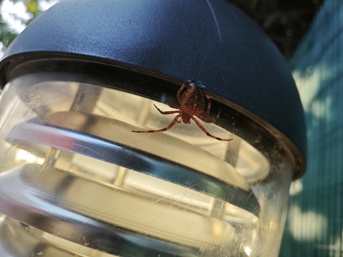 Cross Orbweaver