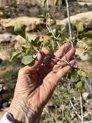 Fraxinus anomala, photograph (c) Kate Kruesi, some rights reserved (CC BY)