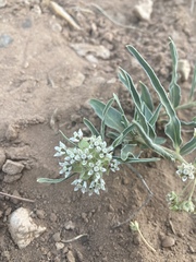 Asclepias involucrata