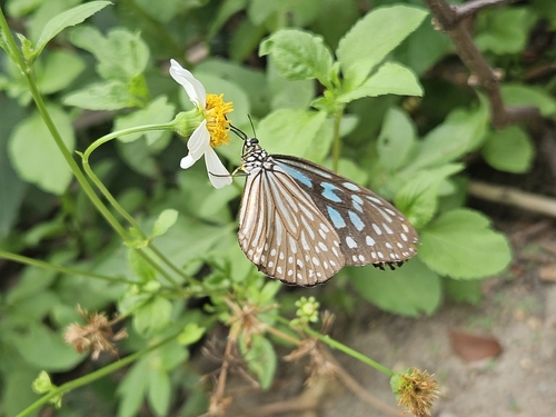 Blue Glassy Tiger