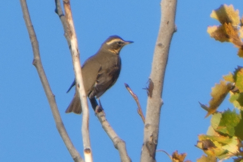 Redwing
