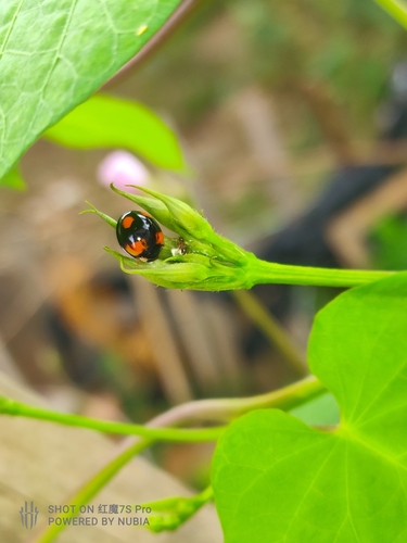 Six-spotted Zigzag Ladybird