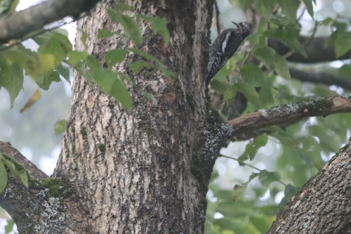 Yellow-bellied Sapsucker