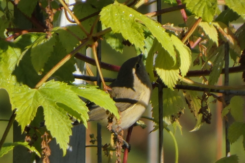 Common Chiffchaff