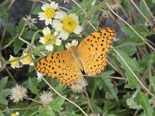 Common Leopard