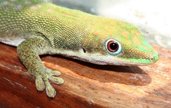Phelsuma