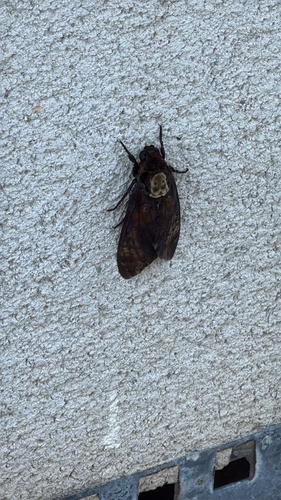 Death's Head Hawkmoth