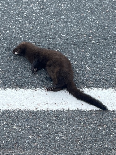 American Mink