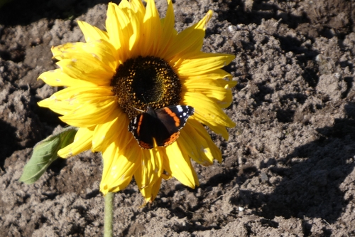 Red Admiral
