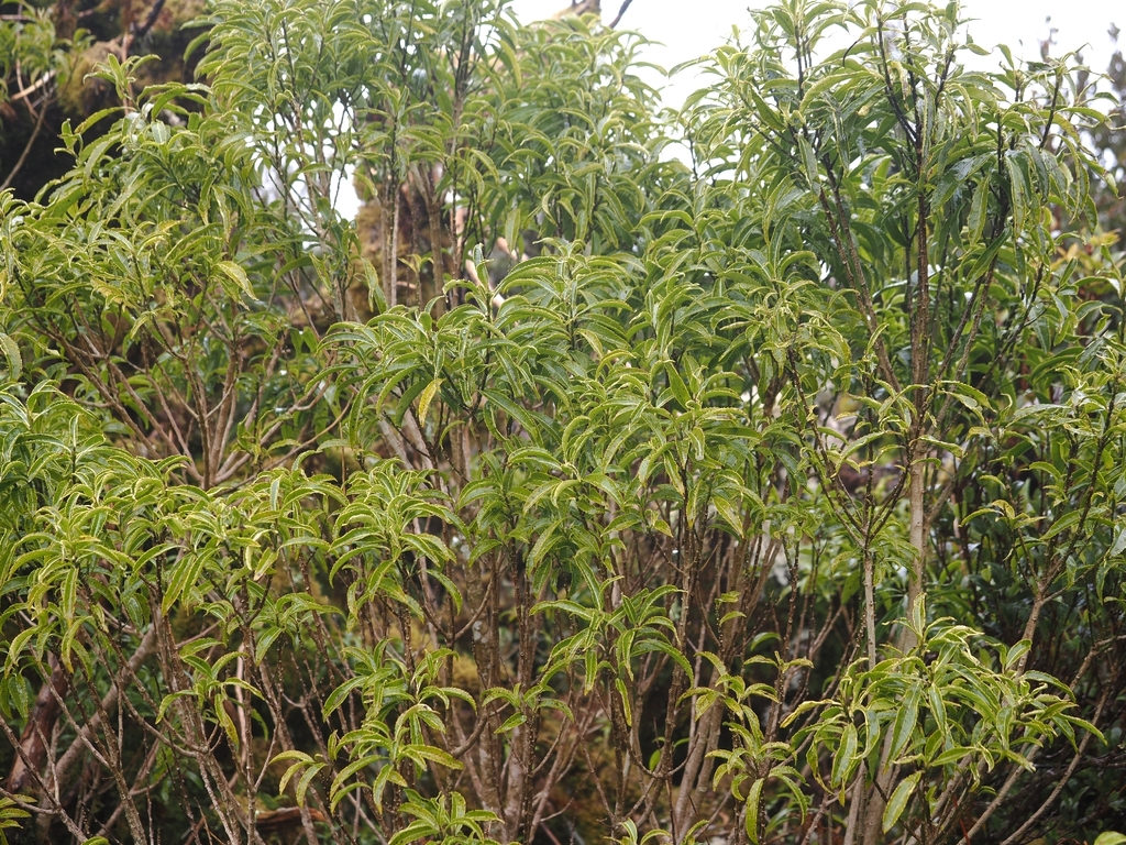 Melicytus lanceolatus; photograph (c) Angus Campbell, some rights reserved (CC BY)