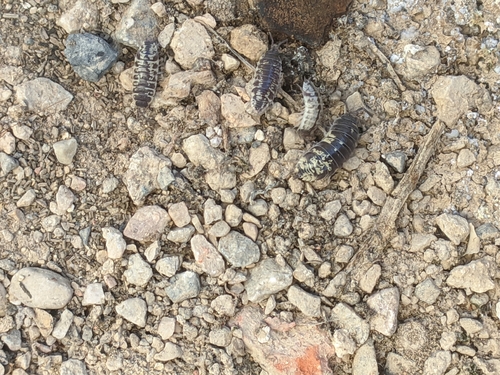Yellow Dot Isopod