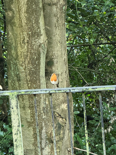 European Robin