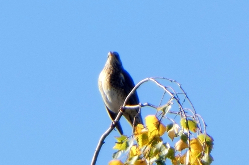Fieldfare