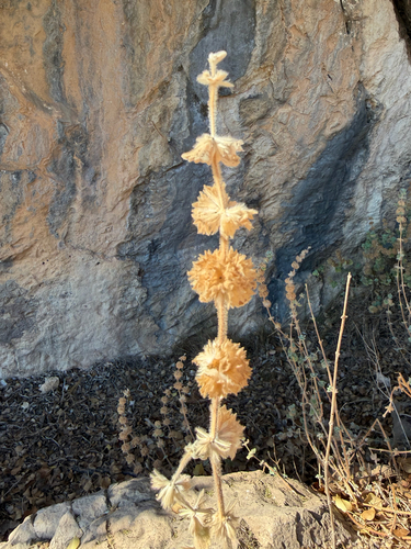 Pseudodictamnus hirsutus
