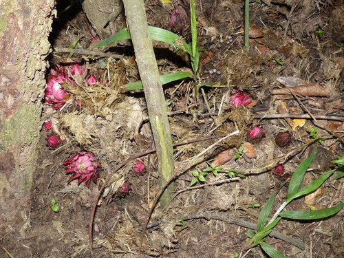 Thonningia sanguinea image