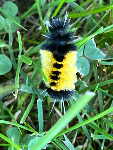 Spotted Tussock Moth