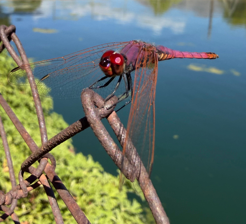Violet Dropwing