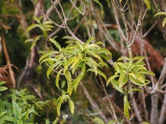(c) Angus Campbell, some rights reserved (CC BY) Melicytus lanceolatus, photograph (c) Angus Campbell, some rights reserved (CC BY)