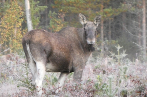 Moose