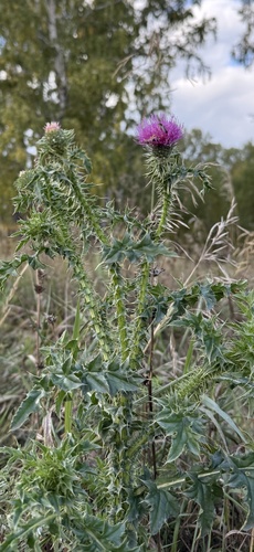 Broad-winged Thistle