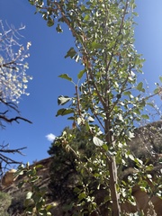 Fraxinus anomala