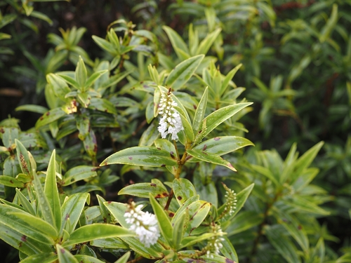 Veronica corriganii