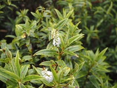 Veronica corriganii