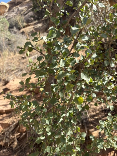 Fraxinus anomala, photograph 3