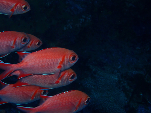 Myripristis vittata observed 2026-09-23