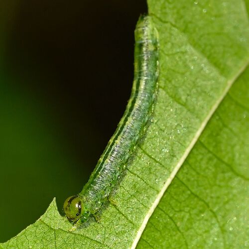 Green Alder Nematine