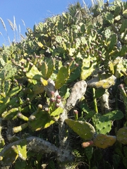Opuntia arechavaletae