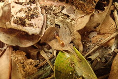 Camponotus variegatus