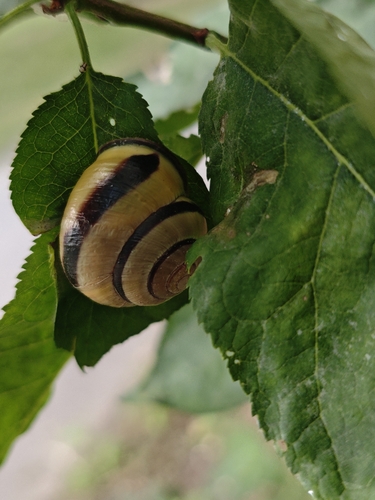 Brown-lipped Snail