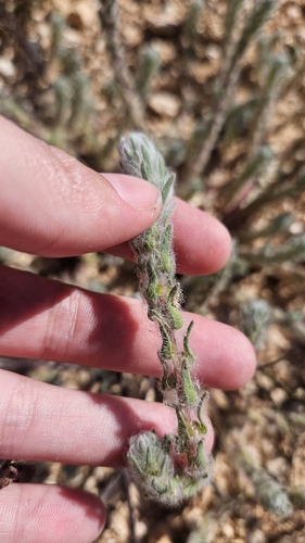 Sclerolaena brachyptera, 2026-09-22