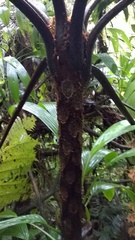 Cyathea muricata