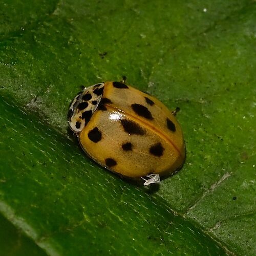 10-spot Ladybird