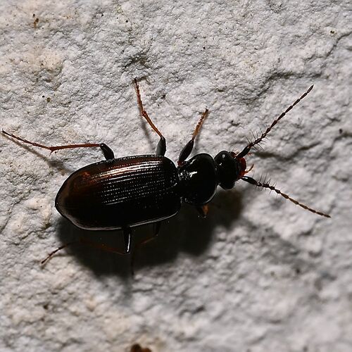 Hairy-horned Springtail-hunter